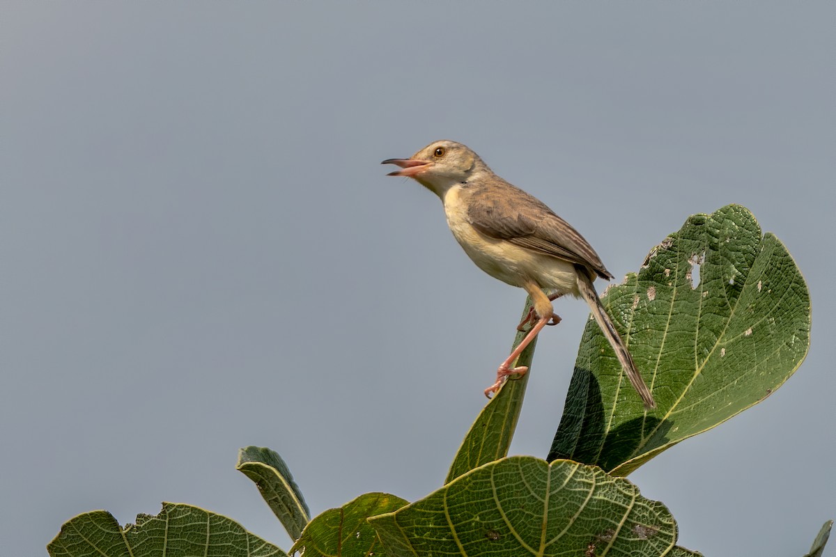 Plain Prinia - Murthy Putrevu