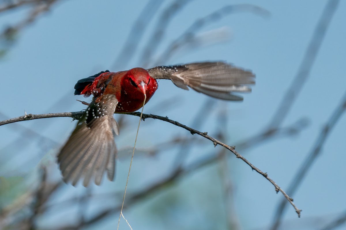 Red Avadavat - ML327526971