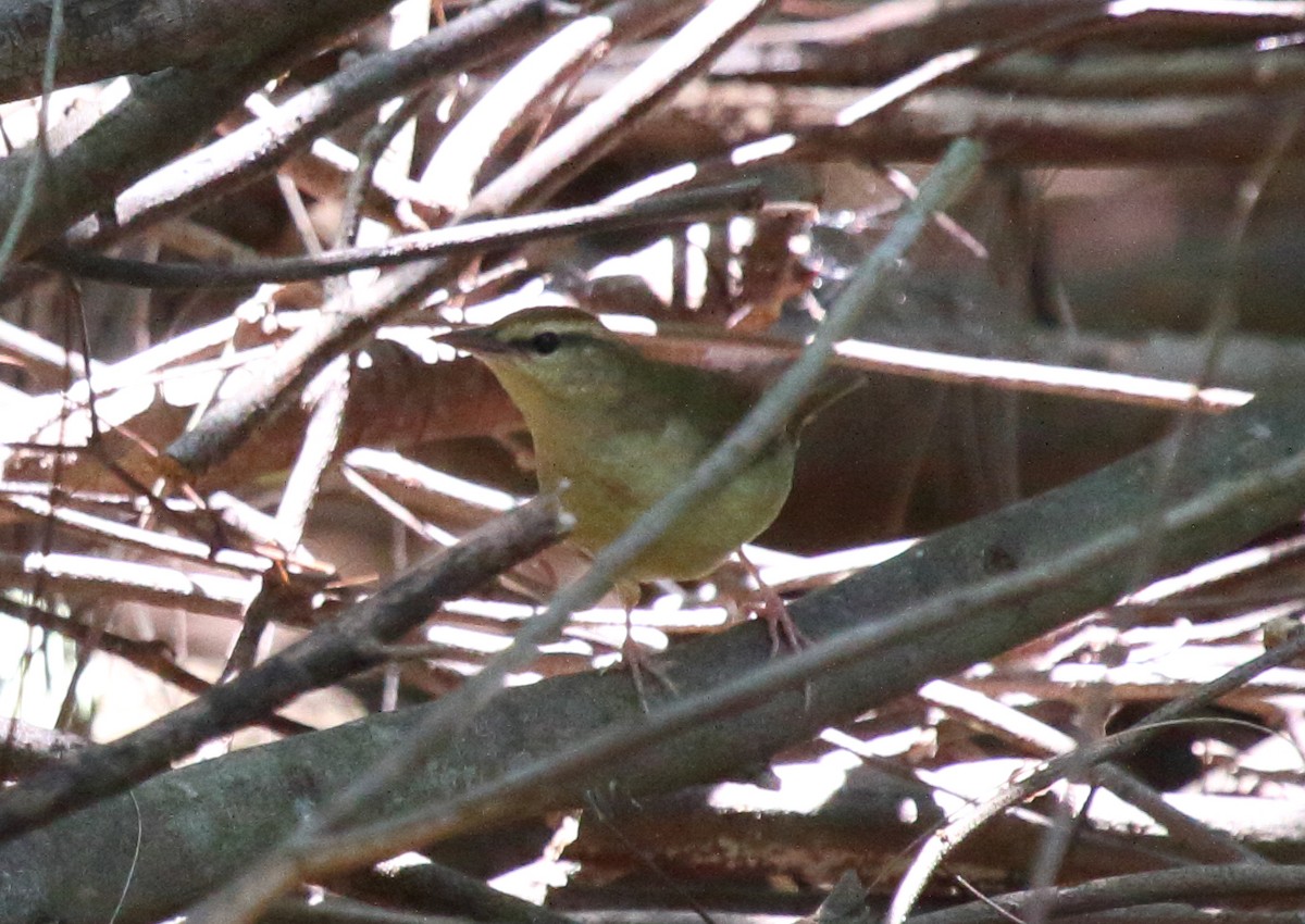 Swainson's Warbler - ML327530011