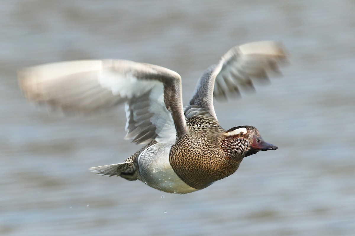 Garganey - ML327531551