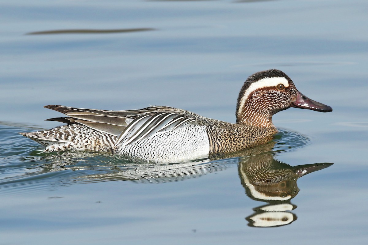 Garganey - ML327531601