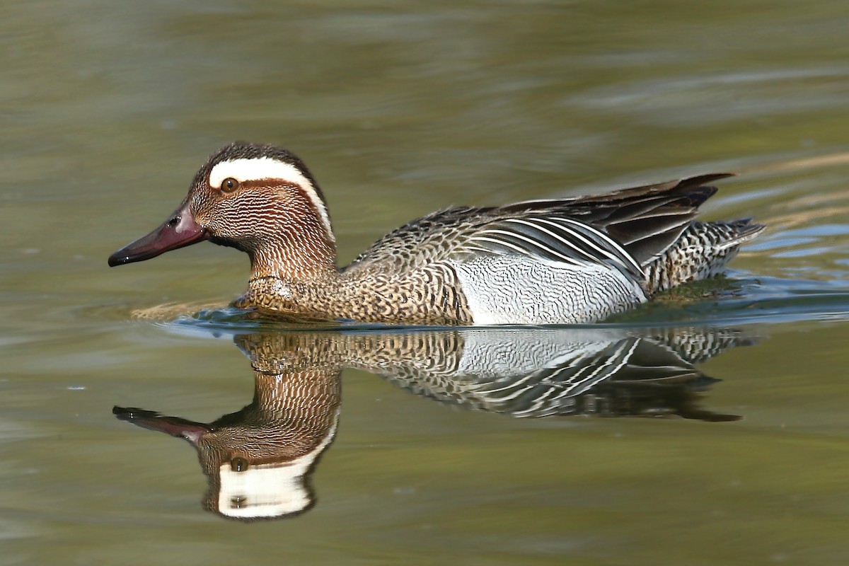 Garganey - ML327531631