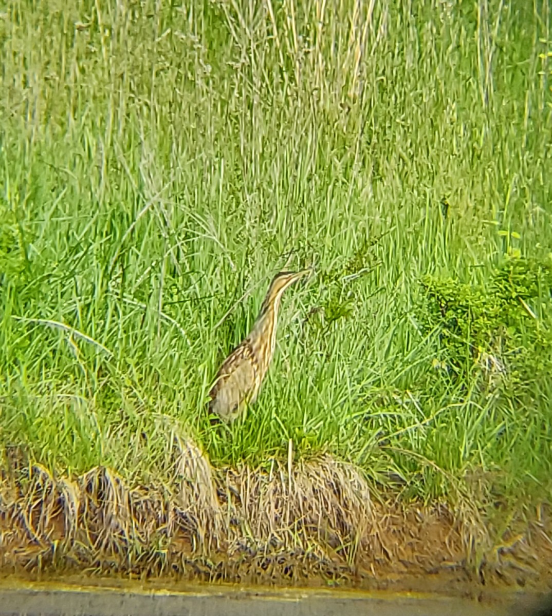 אנפה משורטטת אמריקנית - ML327534311