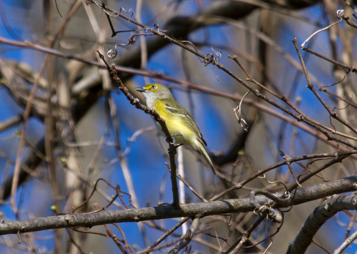 White-eyed Vireo - ML327534411