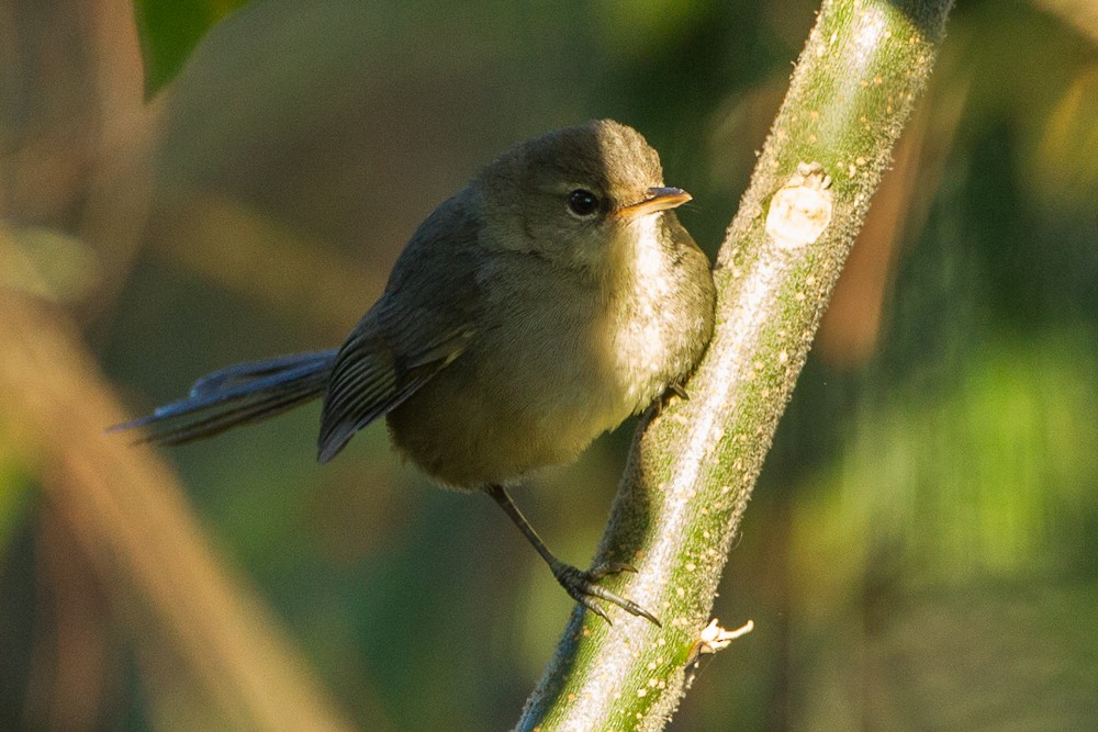 Malagasy Brush-Warbler (Malagasy) - ML327534811