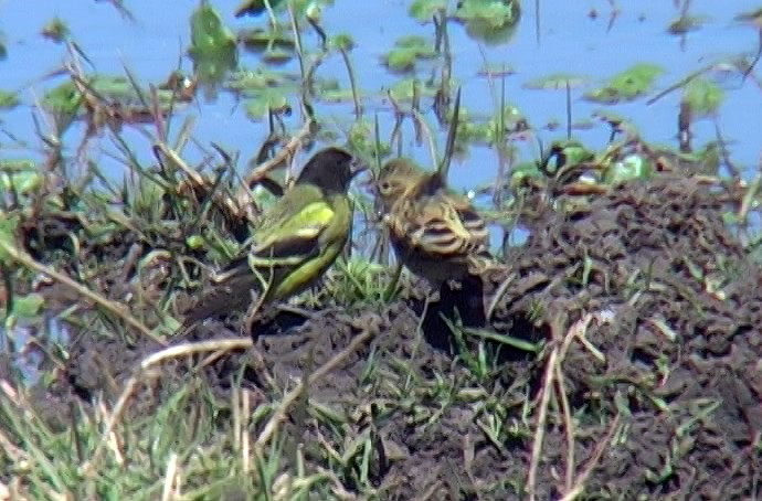 Serin à tête noire - ML327537881