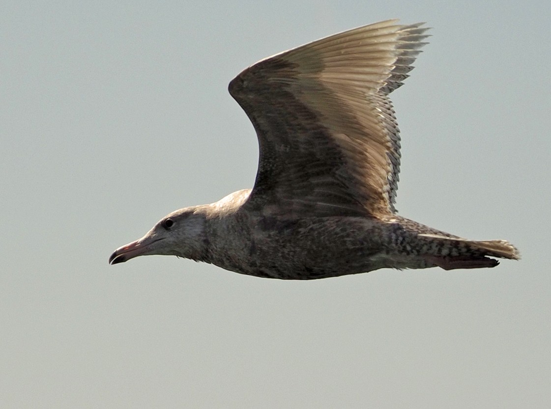 Glaucous Gull - ML327539031