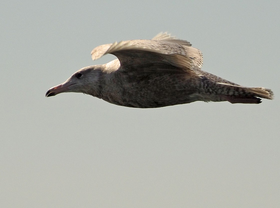 Glaucous Gull - ML327539041