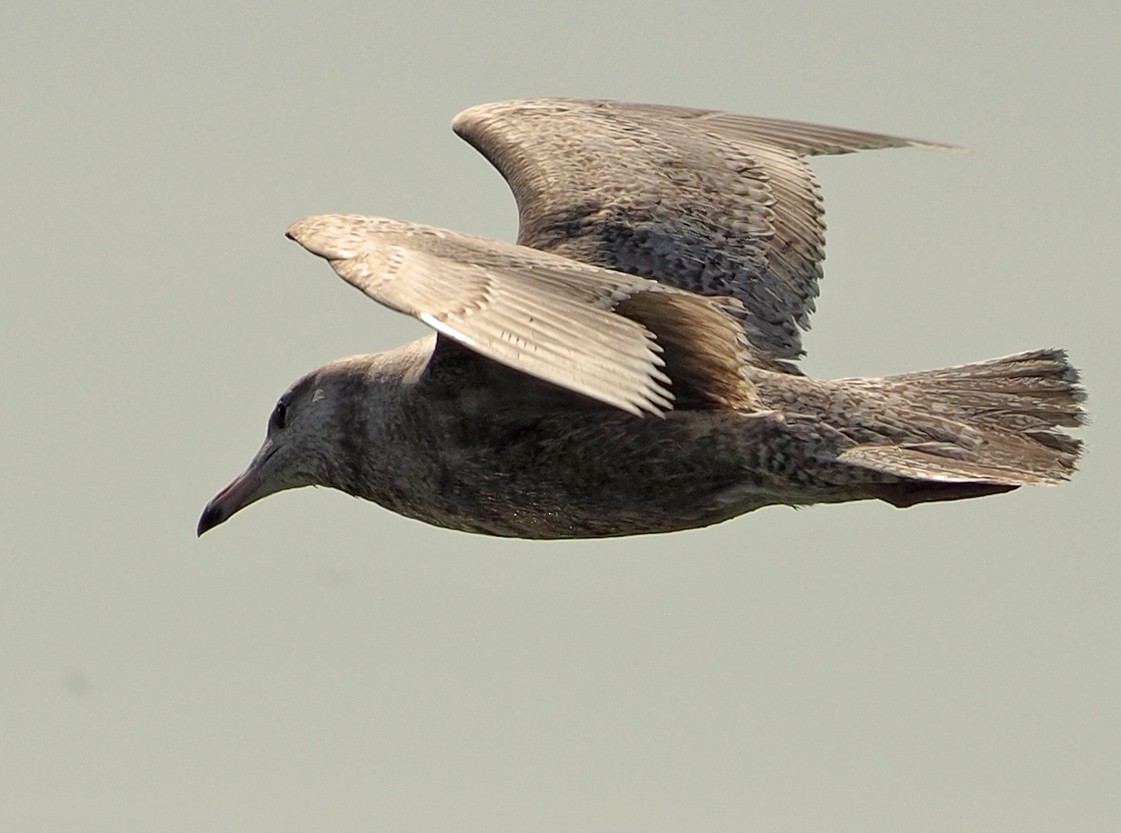 Glaucous Gull - ML327539101