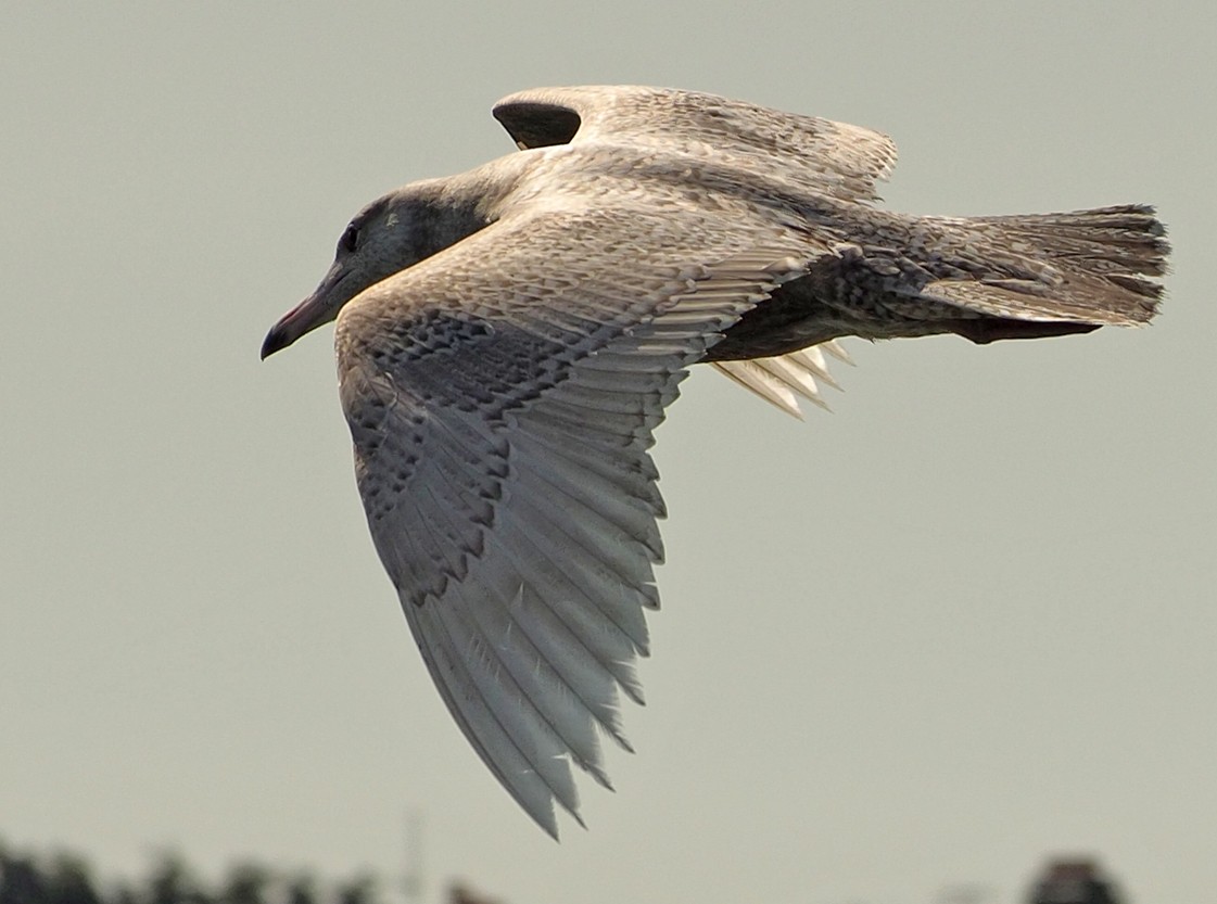 Glaucous Gull - ML327539111