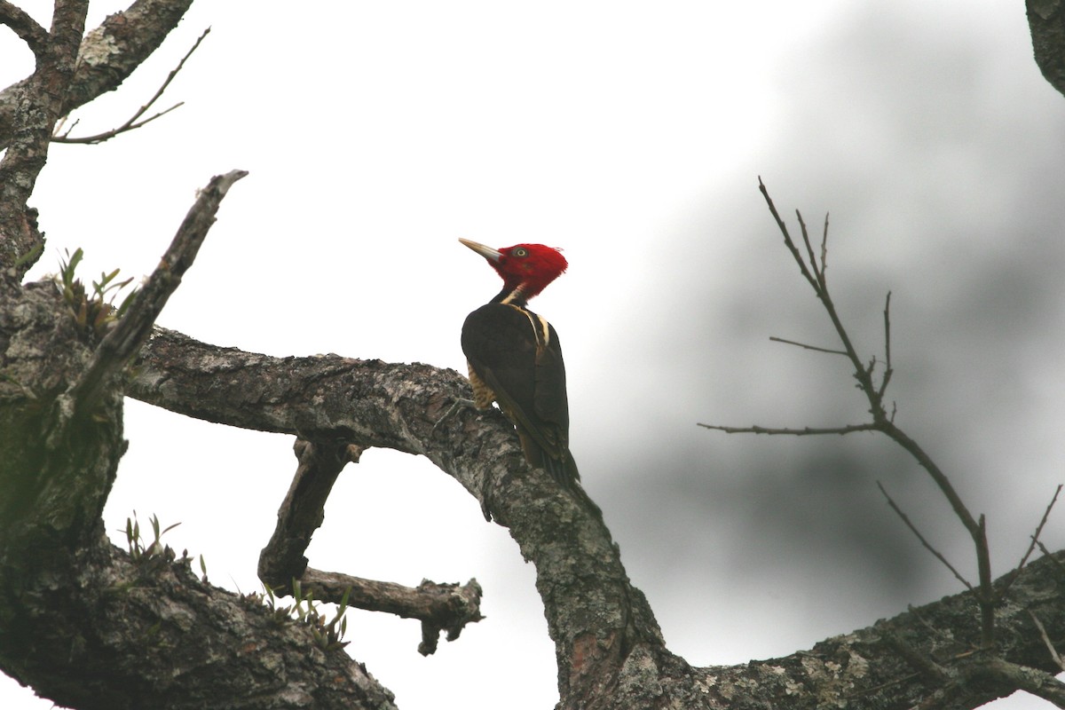 Pale-billed Woodpecker - ML327539351