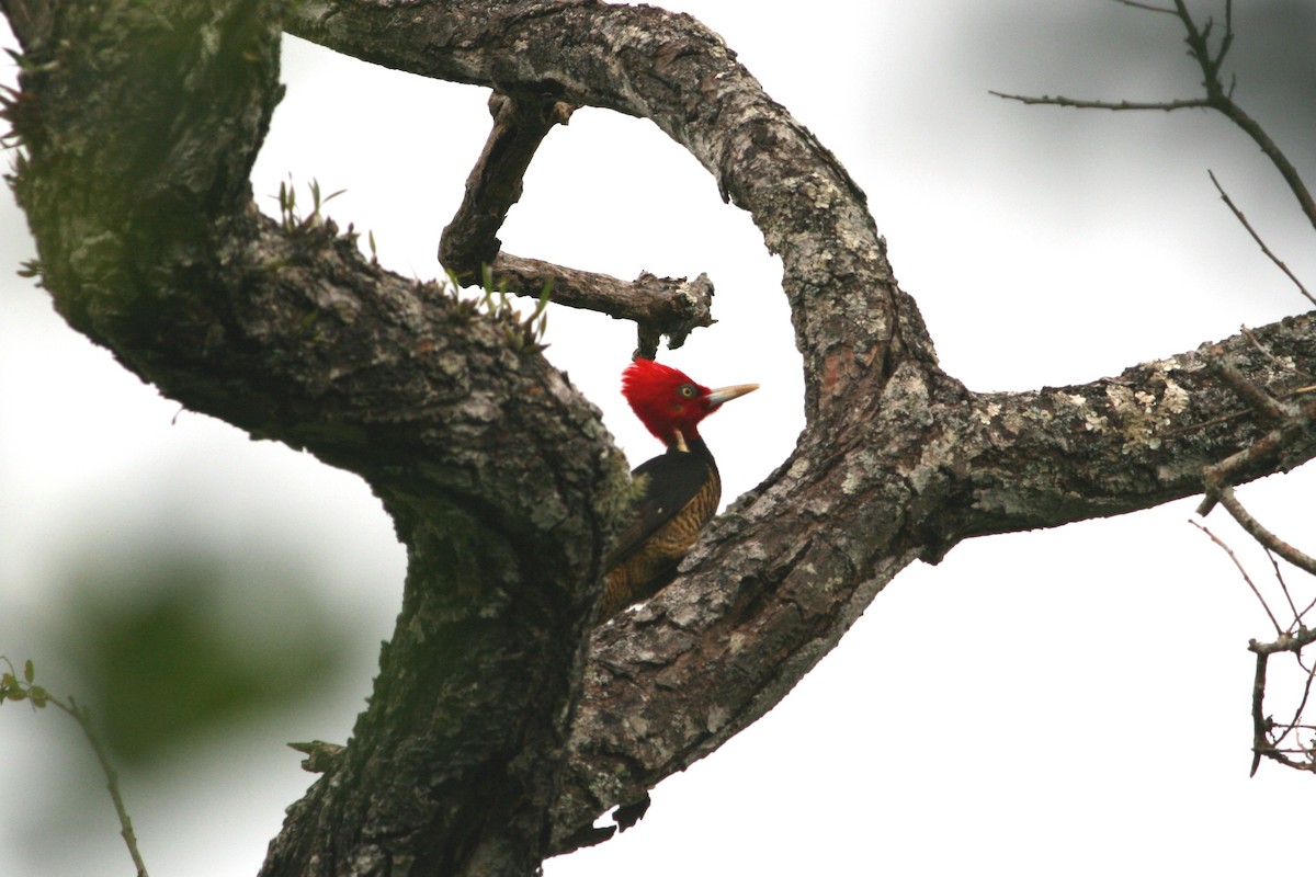 Pale-billed Woodpecker - ML327539361