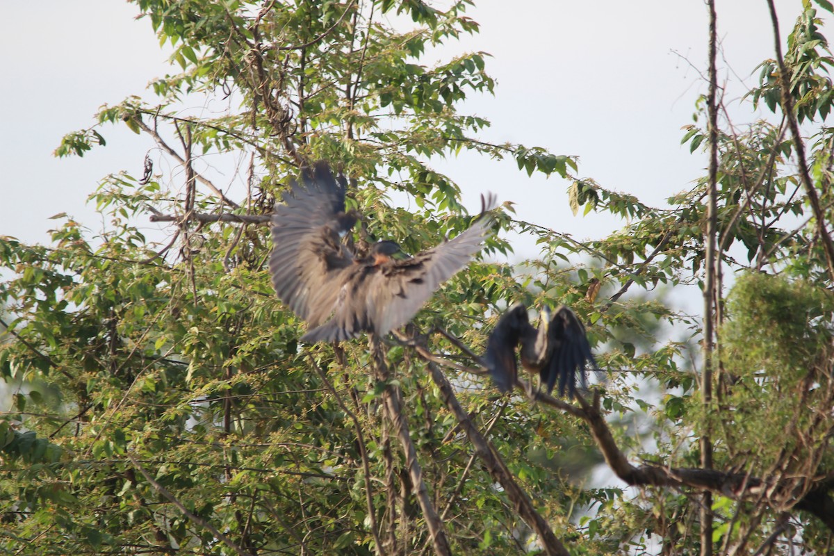 Bare-throated Tiger-Heron - ML327539671