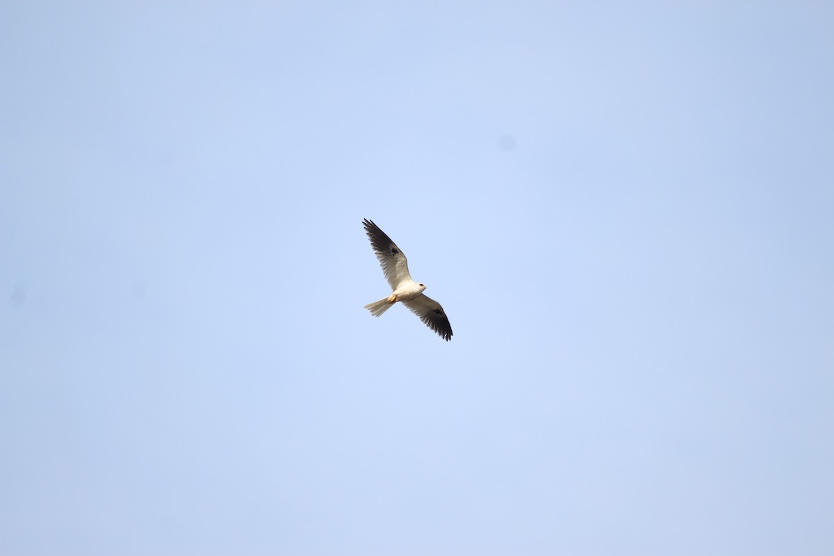 White-tailed Kite - ML327539721