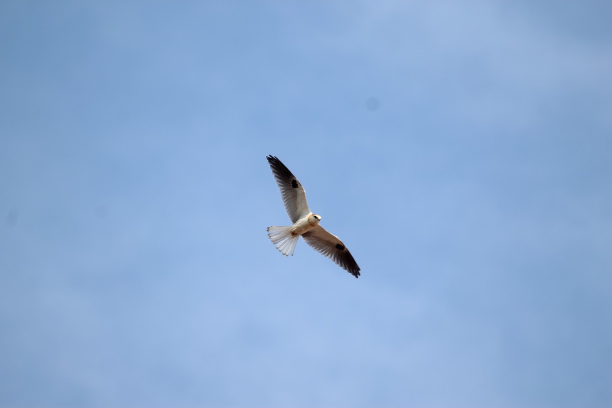 White-tailed Kite - ML327539761