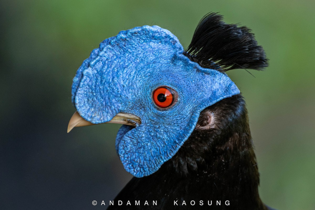 Malayan Crested Fireback - ML327540591