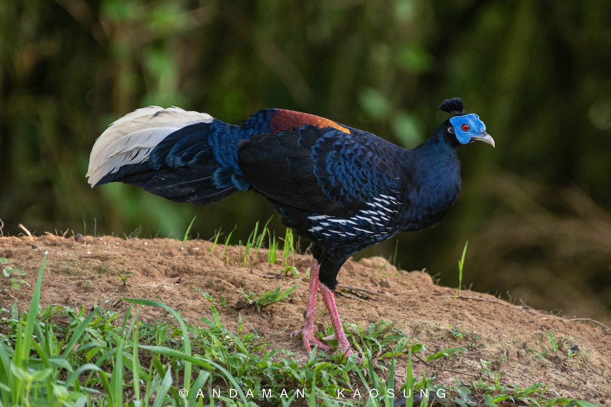 Malayan Crested Fireback - ML327540611