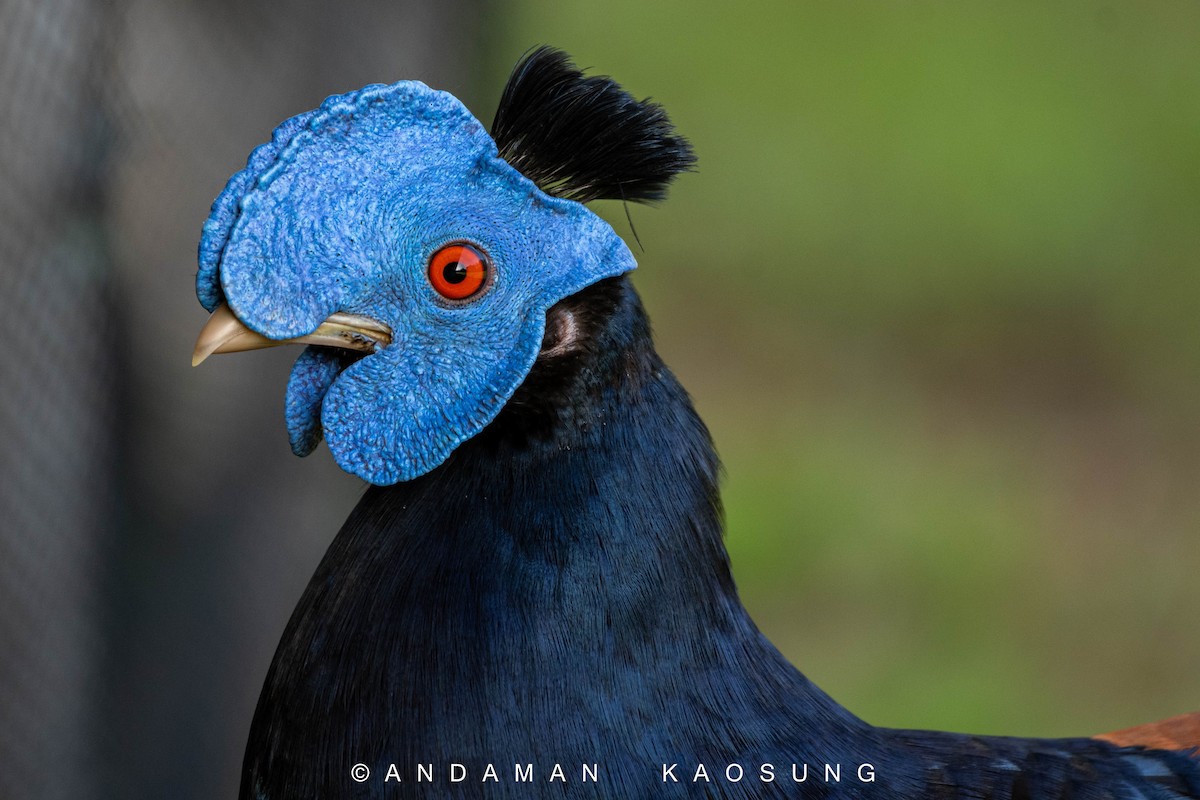 Malayan Crested Fireback - ML327540721