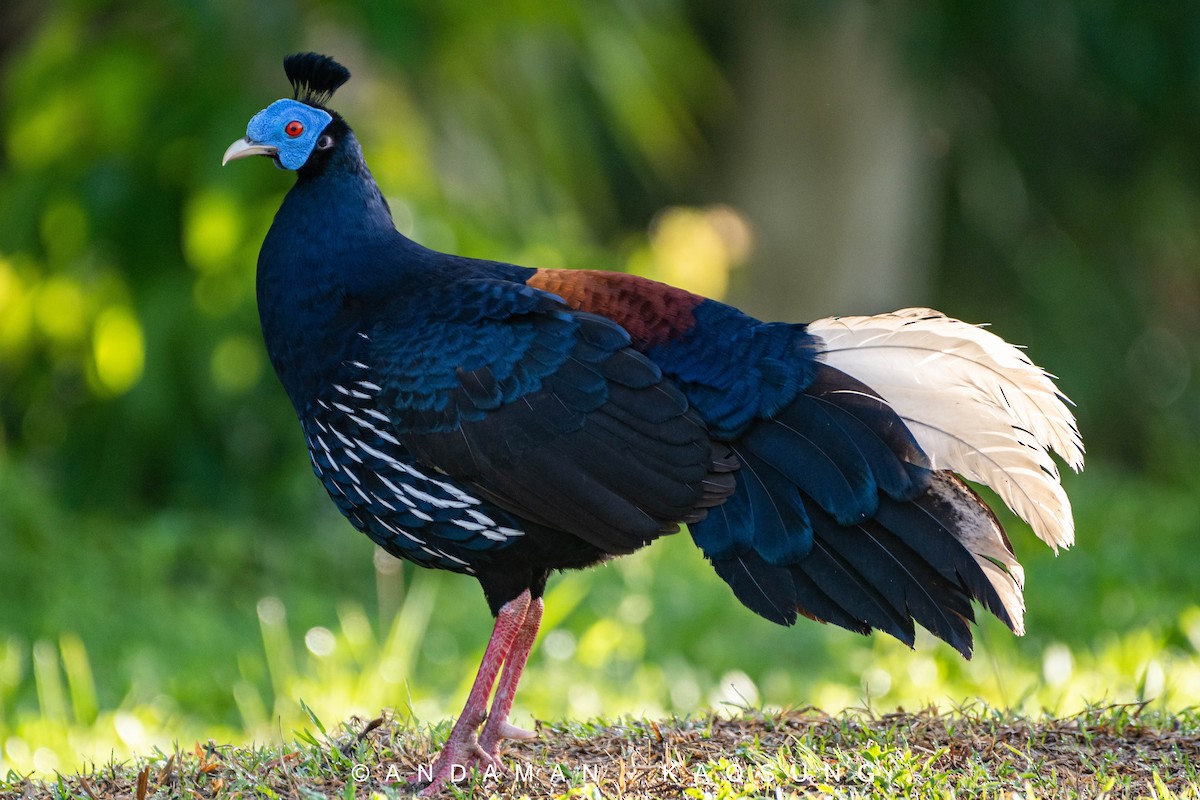 Malayan Crested Fireback - ML327540771