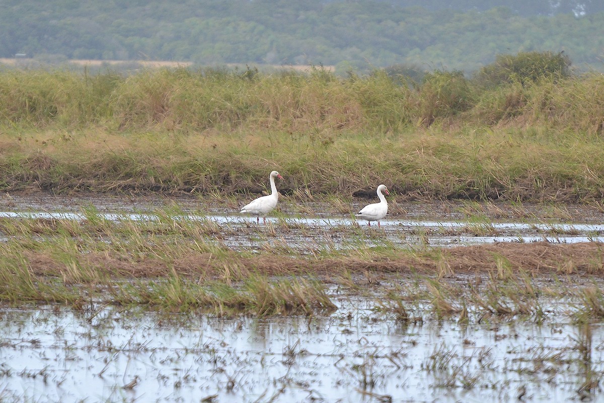 Cisne Coscoroba - ML327541021