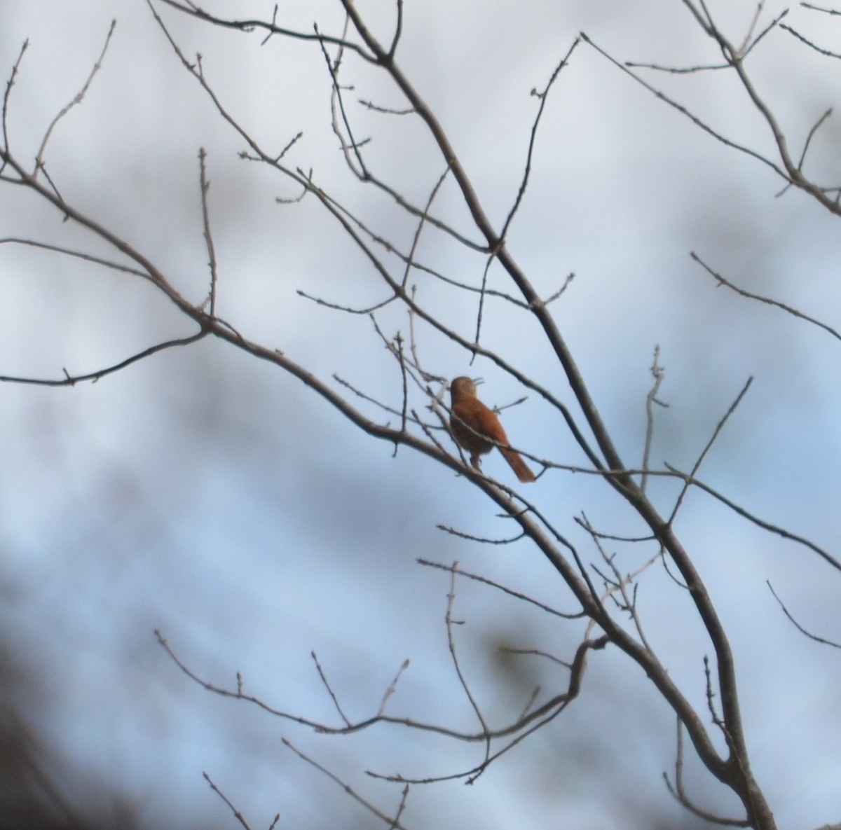 Brown Thrasher - ML327542241