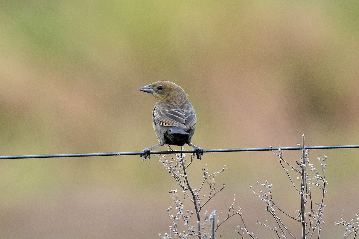 Chestnut-capped Blackbird - ML327542521