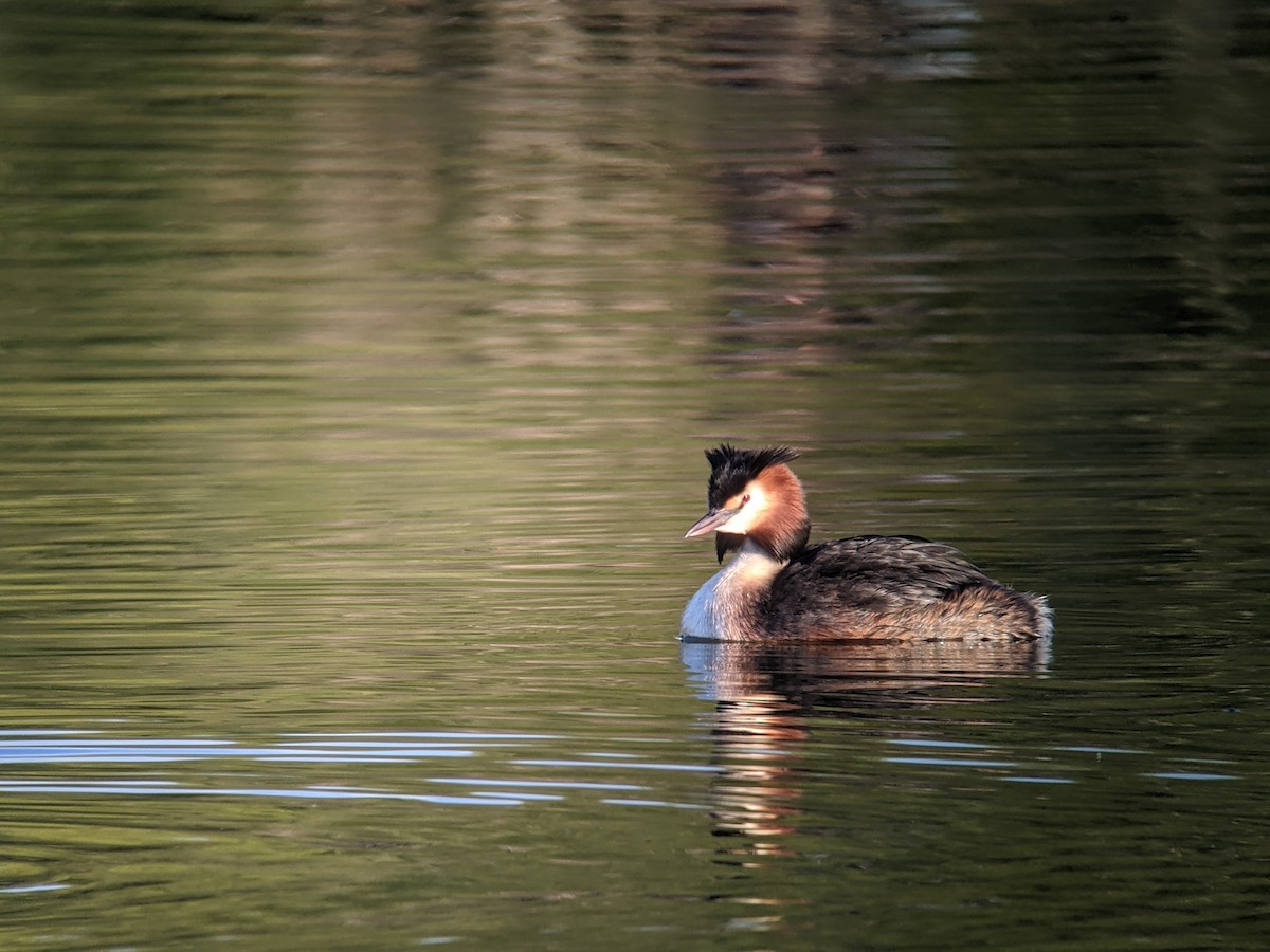 Great Crested Grebe - Richard Kurtz