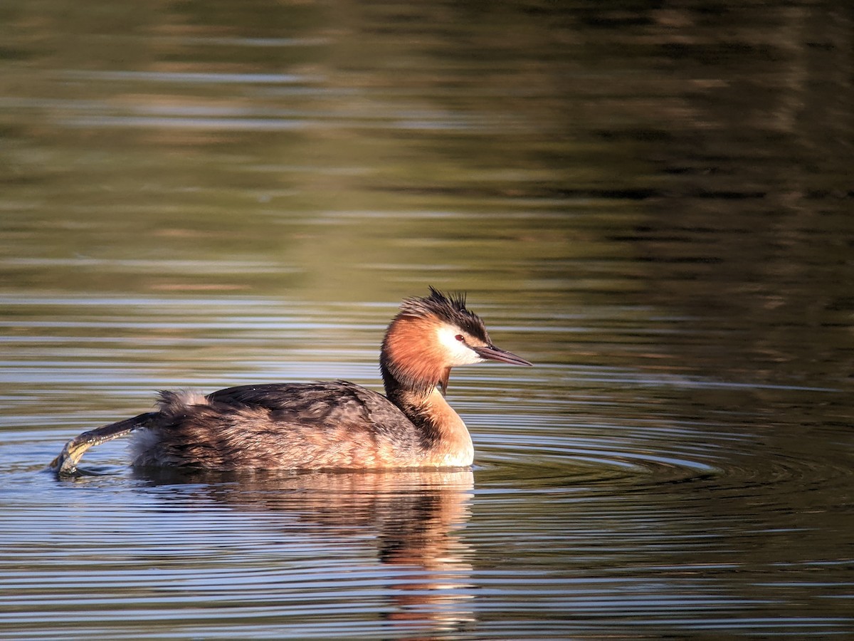 Great Crested Grebe - Richard Kurtz