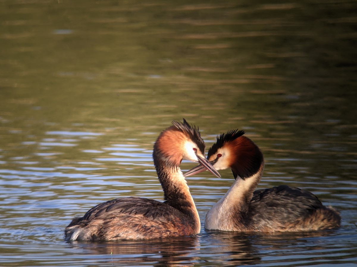 Great Crested Grebe - Richard Kurtz