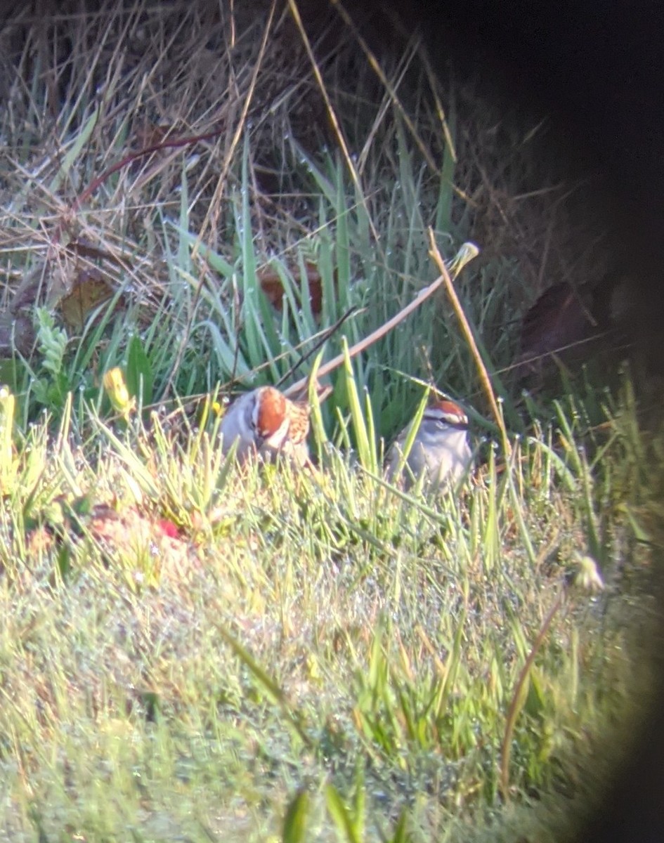 Chipping Sparrow - ML327543911