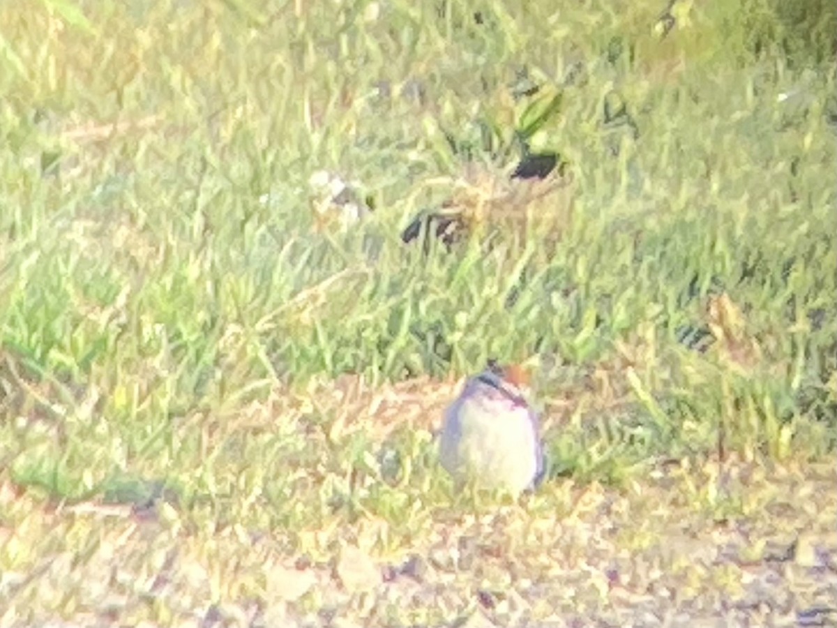 Chipping Sparrow - ML327544801