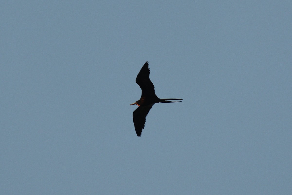 Magnificent Frigatebird - Hugh Whelan