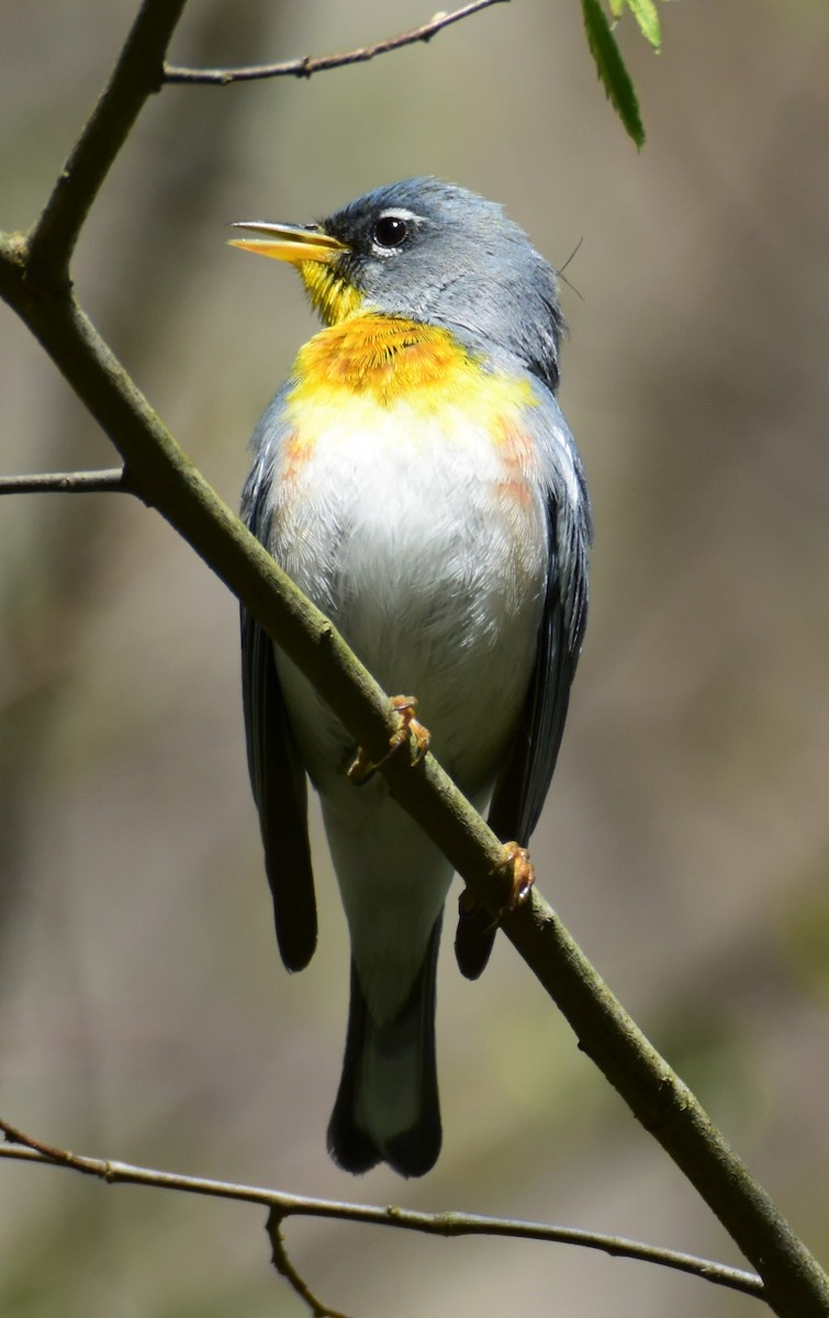 Northern Parula - Andrew Ednie