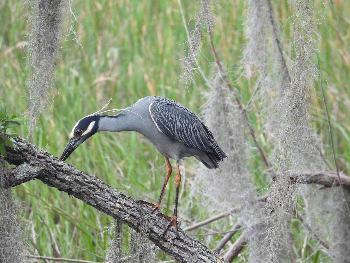Yellow-crowned Night Heron - ML327547361