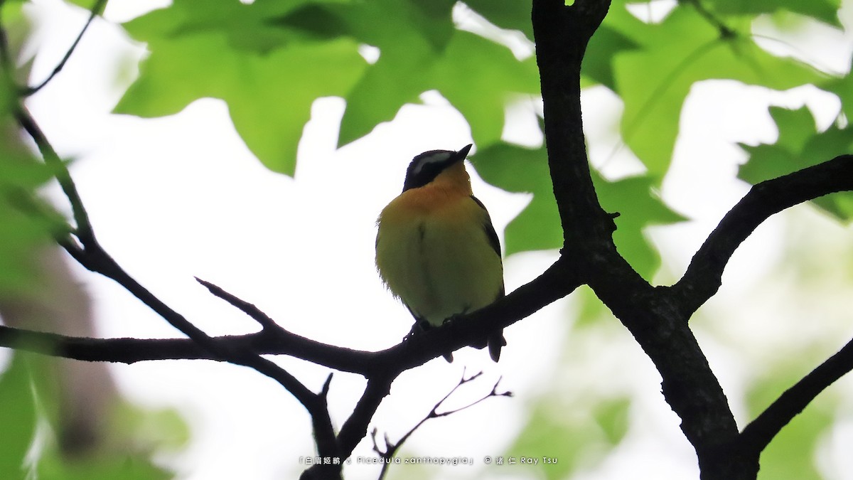 Yellow-rumped Flycatcher - ML327547841