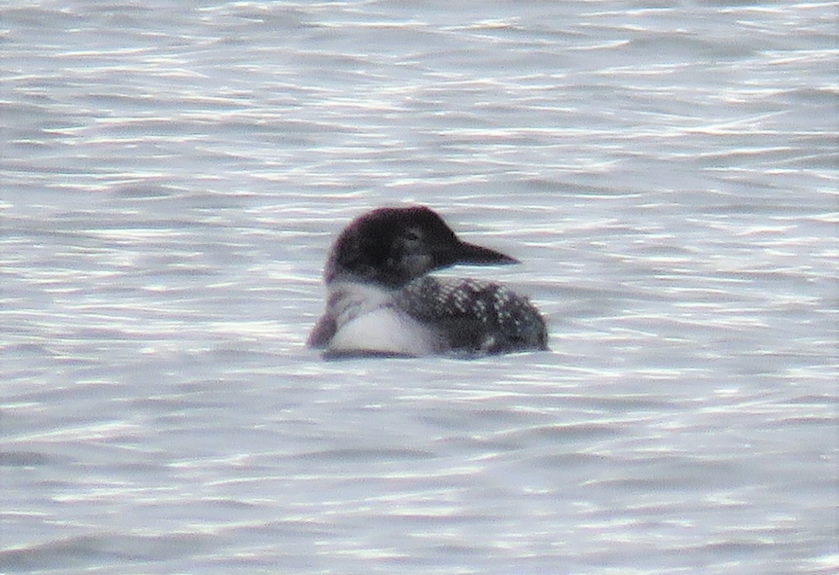 Common Loon - Roger Debenham