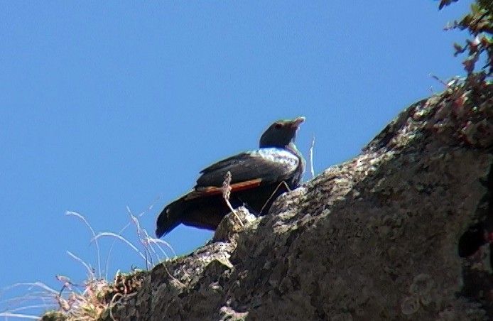 White-billed Starling - ML327548561