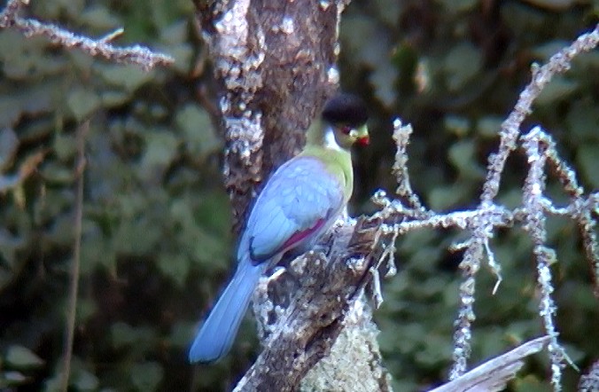 Ak Yüzlü Turako (leucotis) - ML327550471