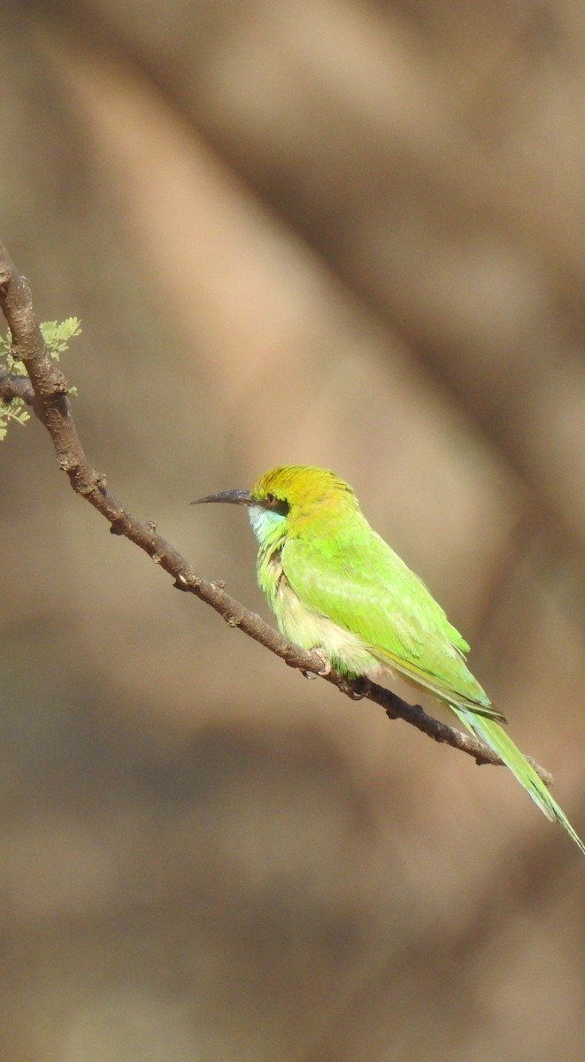 Asian Green Bee-eater - ML327551401