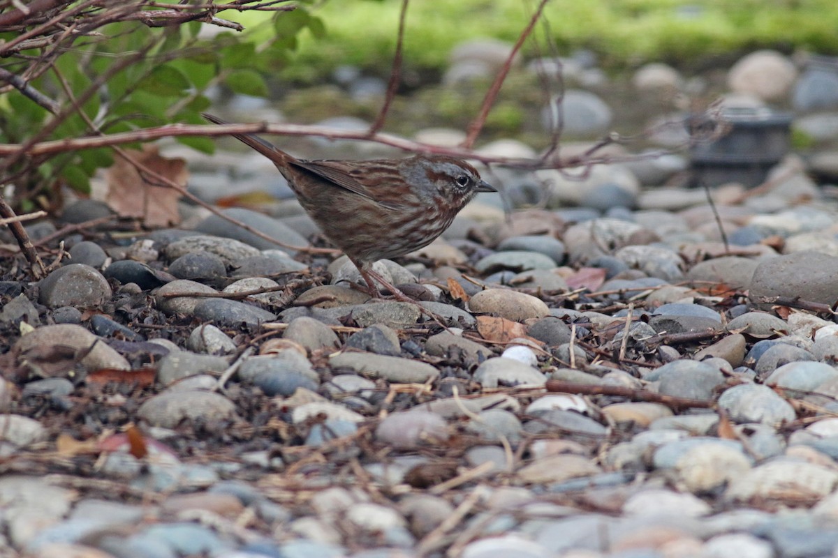 Song Sparrow - ML327552351