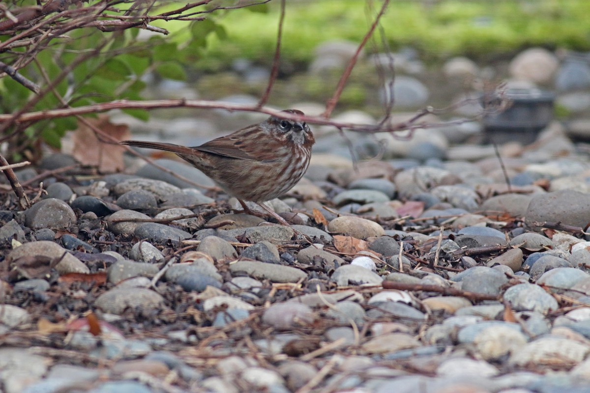 Song Sparrow - ML327552521