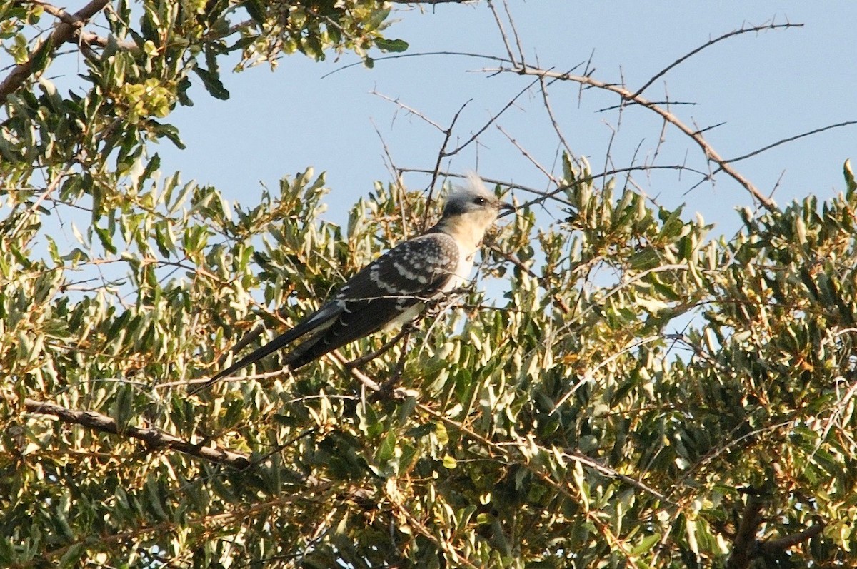 Great Spotted Cuckoo - ML327553481
