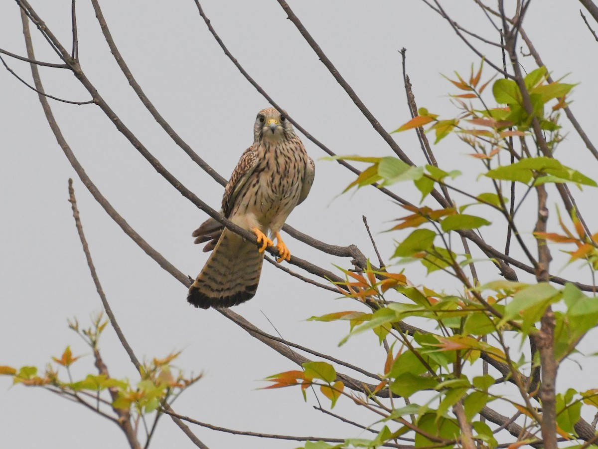 Eurasian Kestrel - Vivek Sudhakaran