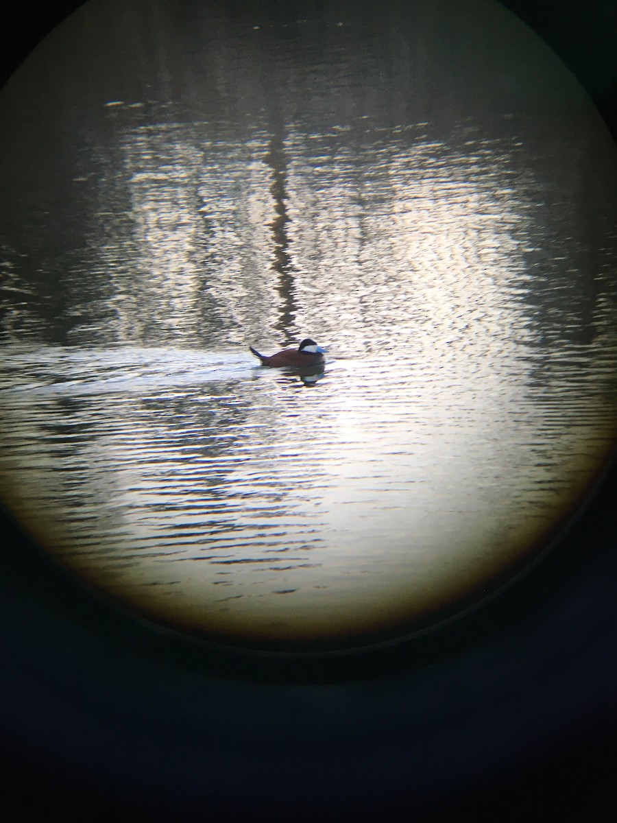 Ruddy Duck - ML327554151