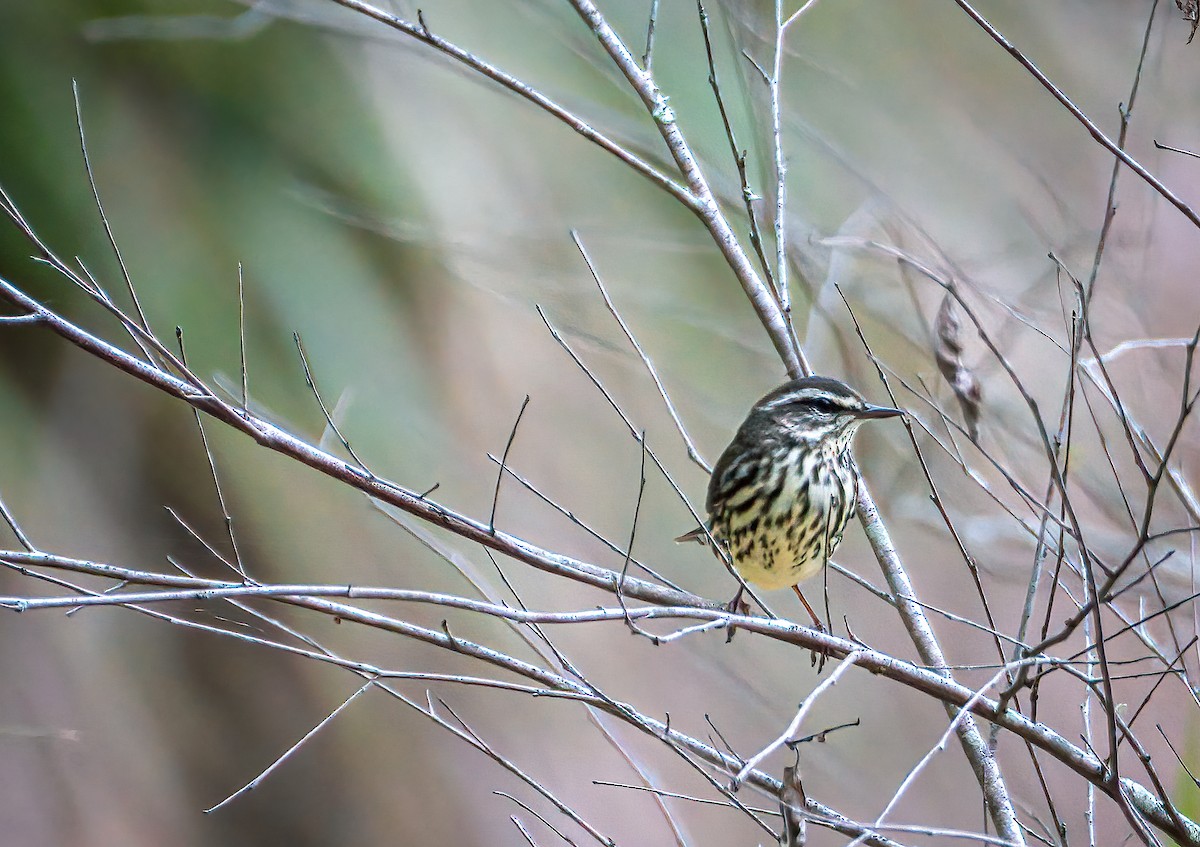 Northern Waterthrush - ML327555781