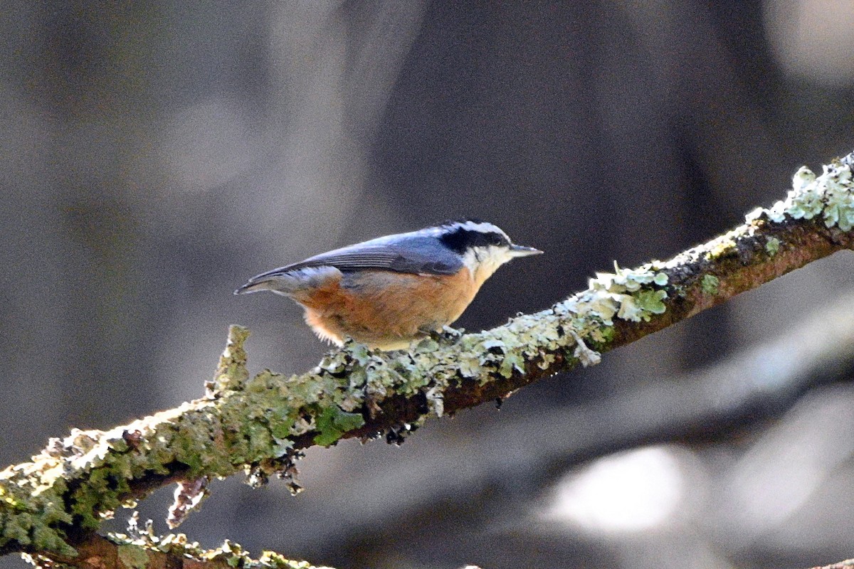 Red-breasted Nuthatch - ML327558391