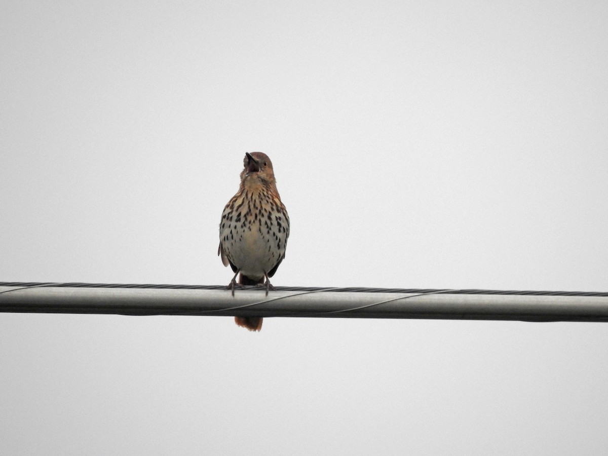 Brown Thrasher - ML327558591