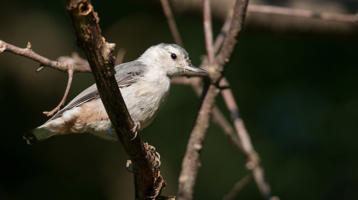 White-breasted Nuthatch (Eastern) - ML32755981