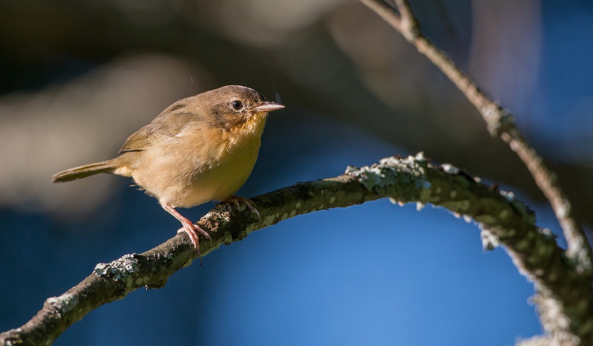 Common Yellowthroat - ML32755991