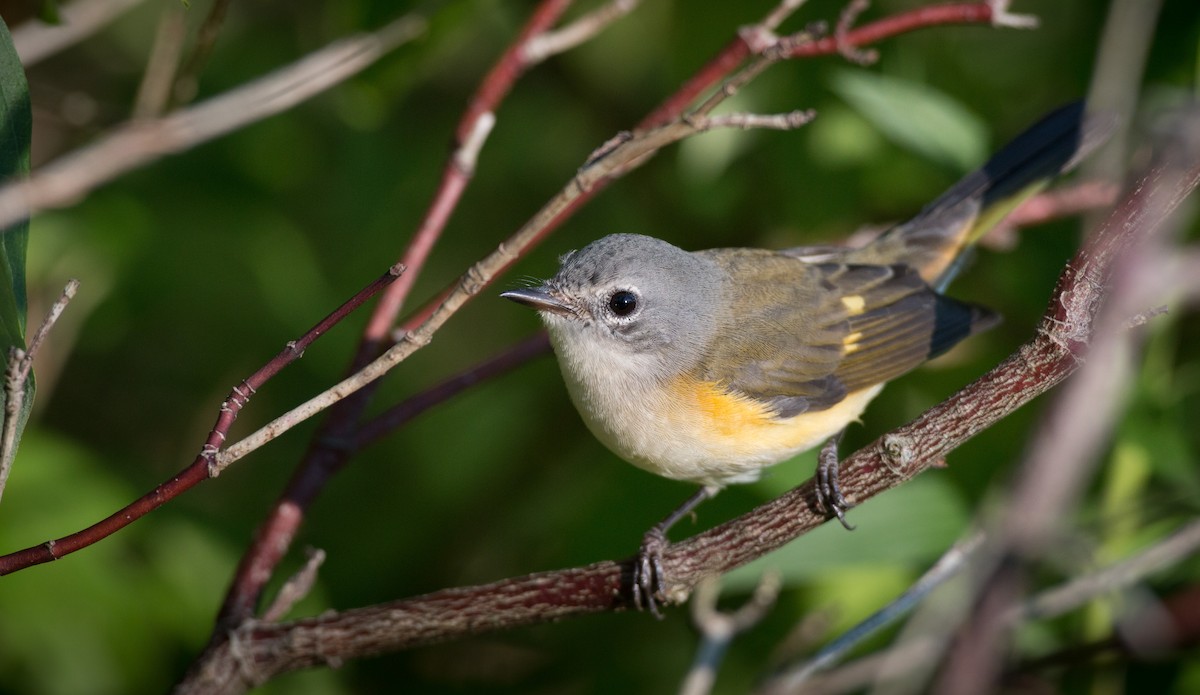 American Redstart - ML32756001